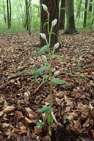 Cephalanthera damasonium \ Bleiches Waldvögelein, Weißer Waldvogel, D  Königheim 29.5.2019 