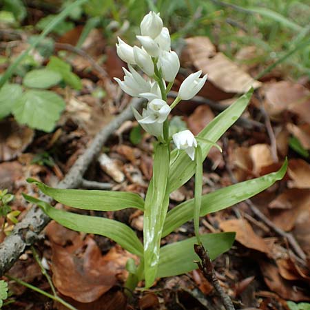 Cephalanthera longifolia \ Schwertblättriges Waldvögelein, D  Seeheim an der Bergstraße 12.5.2020 