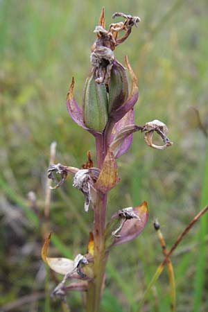 Dactylorhiza traunsteineri \ Traunsteiners Fingerwurz, Traunsteiners Knabenkraut / Narrow-Leaved Marsh Orchid (fruchtend / seed stem), D  Schwarzwald/Black-Forest, Feldberg 18.8.2007 