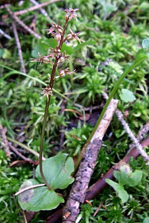 Listera cordata \ Kleines Zweiblatt / Lesser Twayblade, D  Schwarzwald/Black-Forest, Feldberg 29.6.2008 