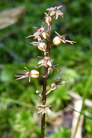 Listera cordata \ Kleines Zweiblatt, D  Schwarzwald, Feldberg 29.6.2008 