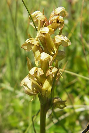 Coeloglossum viride / Frog Orchid, D  Immenstadt 21.6.2011 