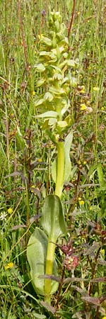 Coeloglossum viride \ Grüne Hohlzunge / Frog Orchid, D  Herborn 16.5.2015 