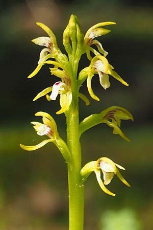 Corallorrhiza trifida \ Korallenwurz / Coral-root Orchid, D  Burladingen 25.5.2018 (Photo: Uwe Reinbold)