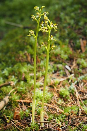 Corallorrhiza trifida \ Korallenwurz / Coral-root Orchid, D  Burladingen 25.5.2018 (Photo: Uwe Reinbold)