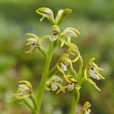 Corallorrhiza trifida \ Korallenwurz / Coral-root Orchid, D  Burladingen 25.5.2018 (Photo: Uwe Reinbold)