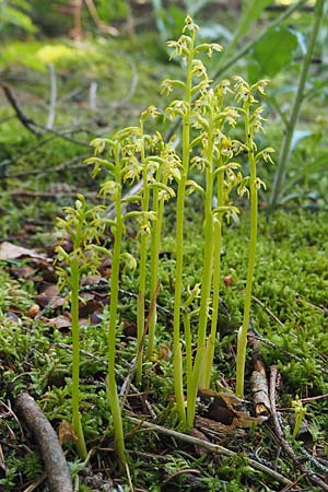 Corallorrhiza trifida \ Korallenwurz / Coral-root Orchid, D  Burladingen 25.5.2018 (Photo: Uwe Reinbold)