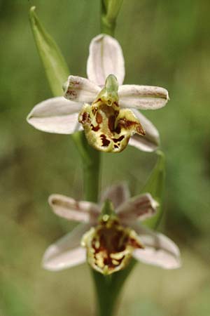 Ophrys apifera var. curviflora \ Gebogen-Lippige Bienen-Ragwurz, D  Saarland Badstube 4.6.2005 