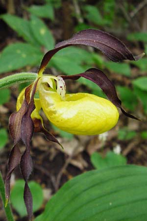 Cypripedium calceolus \ Gelber Frauenschuh / Lady's Slipper, Ladyslipper, D  Grettstadt 1.6.2015 