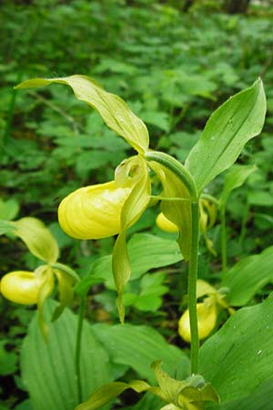 Cypripedium calceolus \ Gelber Frauenschuh ('Goldschuh'), D  Grettstadt 1.6.2015 