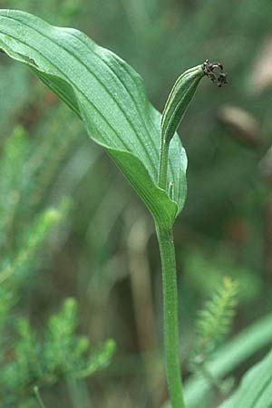 Cypripedium calceolus \ Gelber Frauenschuh / Lady's Slipper, Ladyslipper (fruchtend / seed stem), D  Pupplinger Au 16.7.2005 