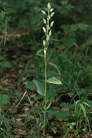 Cephalanthera damasonium / Large White Helleborine, D  Pforzheim 31.5.1986 