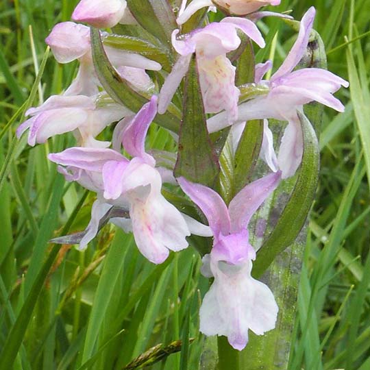 Dactylorhiza majalis \ Breitblättrige Fingerwurz, Breitblättriges Knabenkraut / Broad-Leaved Marsh Orchid (Farbvariante / Color-Variant), D  Gutach im Breisgau 10.5.2015 (Photo: Uwe Reinbold)