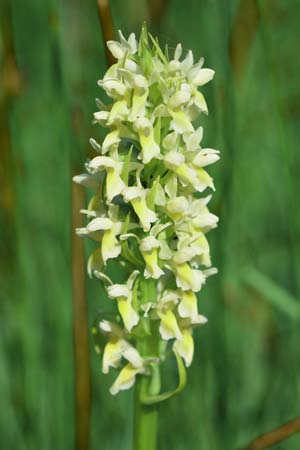 Dactylorhiza ochroleuca \ Strohgelbe Fingerwurz, Strohgelbes Knabenkraut / Fen Marsh Orchid, D  Bodensee - Gebiet/Region 27.5.2018 (Photo: Christian Schlomann)