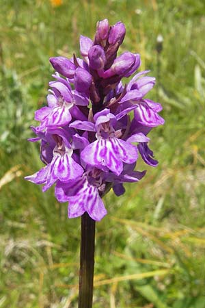 Dactylorhiza fuchsii \ Fuchssche Fingerwurz, Fuchssches Knabenkraut / Common Spotted Orchid, D  Immenstadt 21.6.2011 