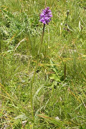 [click] Dactylorhiza fuchsii, D   Immenstadt 21.6.2011 