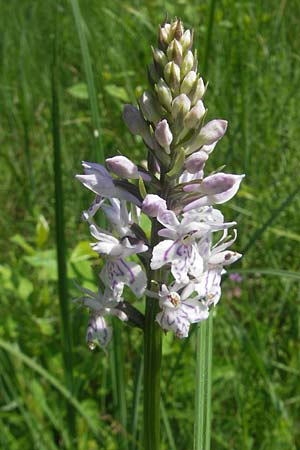 Dactylorhiza fuchsii \ Fuchssche Fingerwurz, Fuchssches Knabenkraut / Common Spotted Orchid, D  Pfalz, Speyer 29.5.2012 