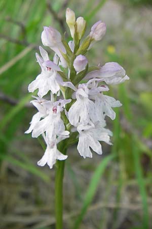 Dactylorhiza fuchsii \ Fuchssche Fingerwurz, Fuchssches Knabenkraut / Common Spotted Orchid, D  Schwarzwald/Black-Forest, Kaltenbronn 18.6.2013 