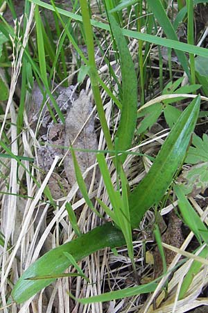 Dactylorhiza fuchsii / Common Spotted Orchid, D  Black-Forest, Kaltenbronn 18.6.2013 