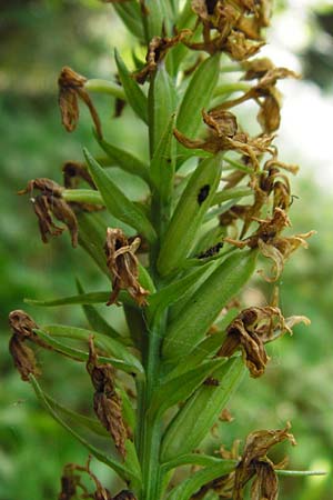 Dactylorhiza fuchsii \ Fuchssche Fingerwurz, Fuchssches Knabenkraut / Common Spotted Orchid, D  Schwarzwald/Black-Forest, Alpirsbach 26.7.2015 