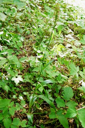Dactylorhiza fuchsii \ Fuchssche Fingerwurz, Fuchssches Knabenkraut / Common Spotted Orchid (Samenstand / seed stem), D  Schwarzwald/Black-Forest, Alpirsbach 26.7.2015 