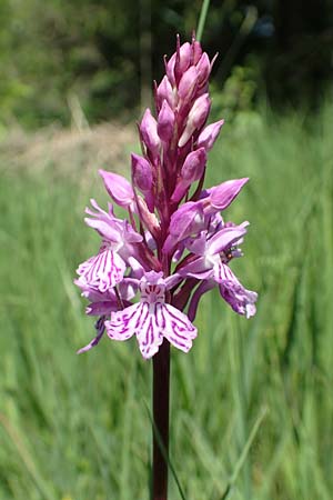 Dactylorhiza fuchsii \ Fuchssche Fingerwurz, Fuchssches Knabenkraut / Common Spotted Orchid, D  Pfronten 28.6.2016 