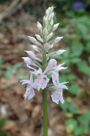 Dactylorhiza fuchsii / Common Spotted Orchid, D  Pfronten 28.6.2016 