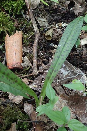 Dactylorhiza fuchsii / Common Spotted Orchid, D  Zülpich-Juntersdorf 13.6.2019 