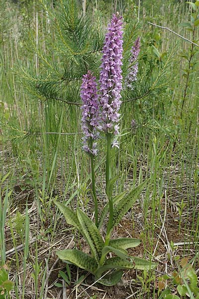 Dactylorhiza fuchsii x incarnata, D   Hagen 14.6.2019 