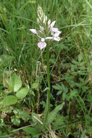 Dactylorhiza fuchsii \ Fuchssche Fingerwurz, Fuchssches Knabenkraut / Common Spotted Orchid, D  Olpe 14.6.2019 