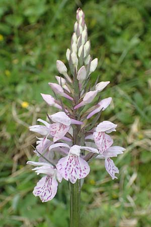 Dactylorhiza fuchsii \ Fuchssche Fingerwurz, Fuchssches Knabenkraut / Common Spotted Orchid, D  Olpe 14.6.2019 