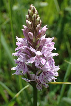 Dactylorhiza fuchsii \ Fuchssche Fingerwurz, Fuchssches Knabenkraut / Common Spotted Orchid, D  Thüringen, Erfurt 13.6.2022 