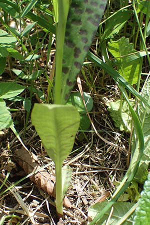 Dactylorhiza fuchsii / Common Spotted Orchid, D  Thüringen, Erfurt 13.6.2022 