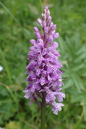 Dactylorhiza fuchsii / Common Spotted Orchid, D  Rhön, Rotes Moor 21.6.2023 