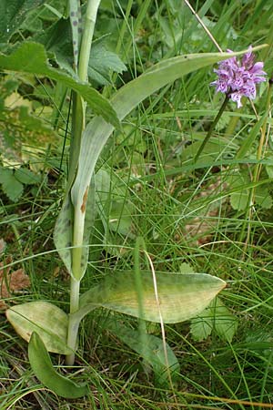 Dactylorhiza fuchsii \ Fuchssche Fingerwurz, Fuchssches Knabenkraut / Common Spotted Orchid, D  Rhön, Rotes Moor 21.6.2023 