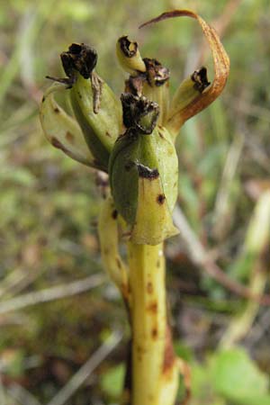 Dactylorhiza incarnata \ Fleischfarbene Fingerwurz, Fleischfarbenes Knabenkraut / Early Marsh Orchid, D  Germersheim-Lingenfeld 28.7.2007 