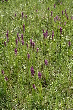 Dactylorhiza incarnata / Early Marsh Orchid, D  Hassloch 25.5.2018 