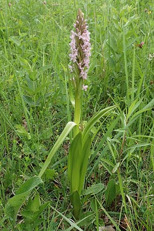 Dactylorhiza incarnata \ Fleischfarbene Fingerwurz, Fleischfarbenes Knabenkraut, D  Kehl 22.5.2020 