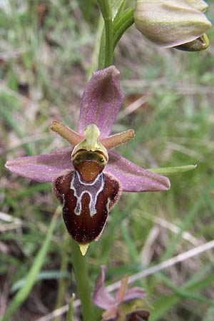 Ophrys apifera x sphegodes, D   Jena 3.6.2004 (Photo: Holger Disse)