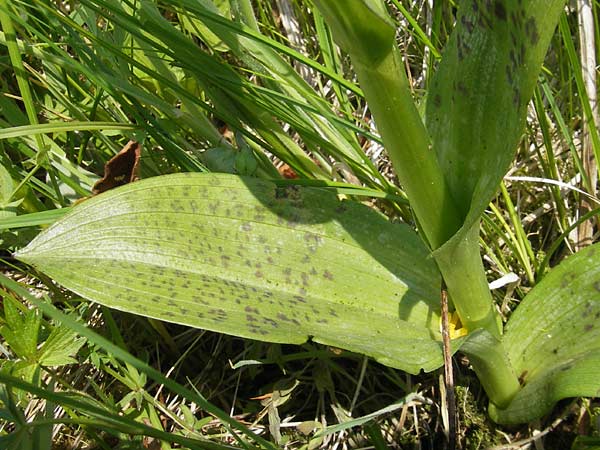 Dactylorhiza majalis \ Breitblättrige Fingerwurz, Breitblättriges Knabenkraut / Broad-Leaved Marsh Orchid, D  Rhön, Wasserkuppe 30.5.2012 