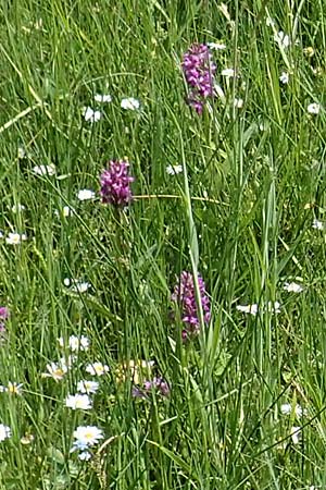 Dactylorhiza majalis \ Breitblättrige Fingerwurz, Breitblättriges Knabenkraut / Broad-Leaved Marsh Orchid, D  Dietzenbach 19.5.2019 