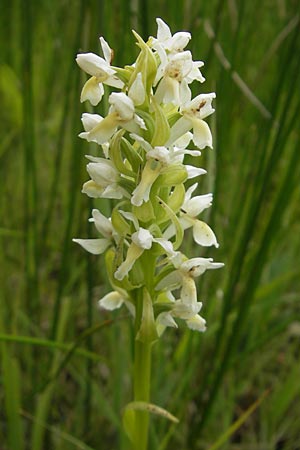 Dactylorhiza ochroleuca / Fen Marsh Orchid, D  Murnau 20.6.2011 