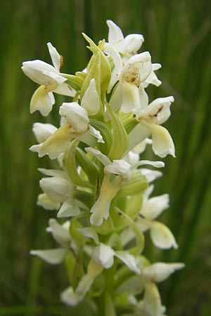 Dactylorhiza ochroleuca / Fen Marsh Orchid, D  Murnau 20.6.2011 