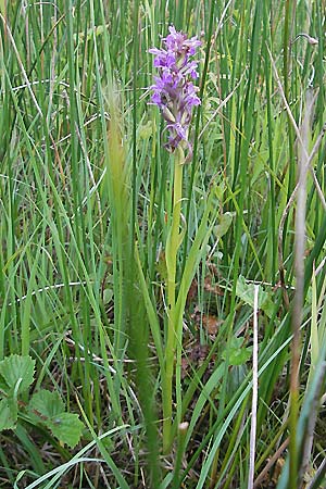 Dactylorhiza incarnata subsp. serotina \ Späte Fleischfarbene Fingerwurz, Spätes Fleischfarbenes Knabenkraut, D  Murnau 20.6.2011 