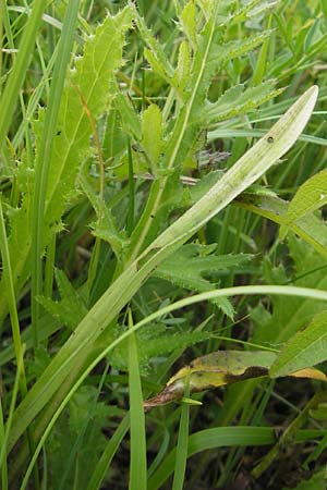 Dactylorhiza traunsteineri / Narrow-Leaved Marsh Orchid, D  Murnau 20.6.2011 