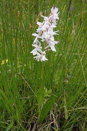 Dactylorhiza traunsteineri / Narrow-Leaved Marsh Orchid (Color-Variant), D  Oberstdorf 22.6.2011 