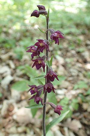 Epipactis atrorubens \ Braunrote Ständelwurz / Dark-red Helleborine, D  Sachsen-Anhalt, Hettstedt 17.6.2023 