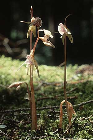 Epipogium aphyllum \ Widerbart, D  Hüfingen 31.7.1988 