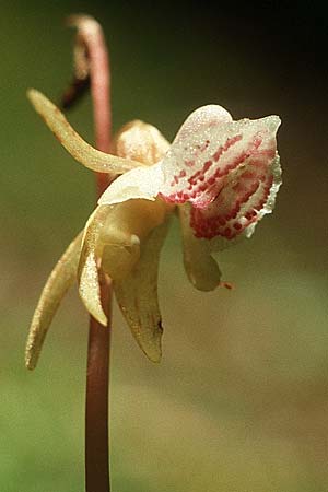 Epipogium aphyllum \ Widerbart, D  Hüfingen 31.7.1988 