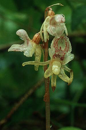 Epipogium aphyllum \ Widerbart, D  Hüfingen 3.8.1988 